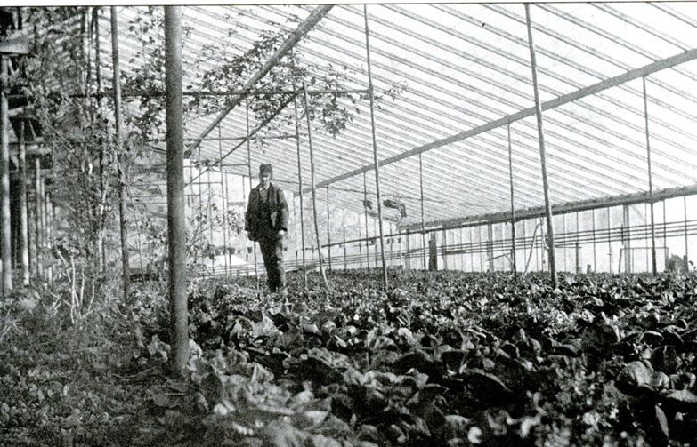 Gowen lettuce house